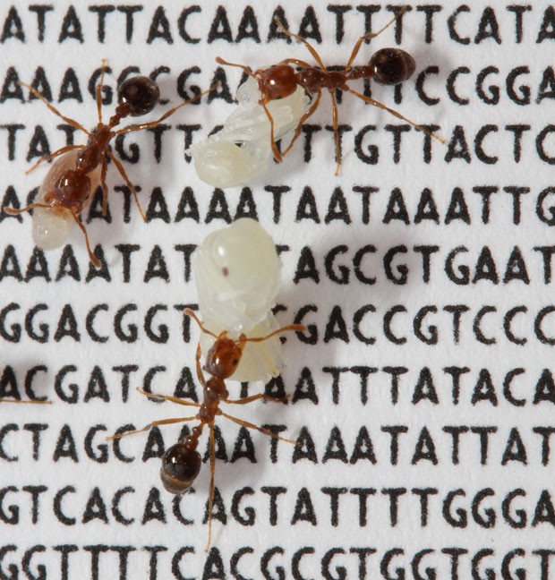 Cientistas descobriram uma variação genética que modifica o comportamento social das formigas-de-fogo (Foto: Romain Libbrecht e Yannick Wurm/Nature)