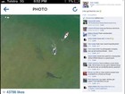 Tubarão chega perto de praticantes de stand up paddle na Austrália