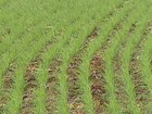 Paraná registra menor área plantada com trigo dos últimos 37 anos