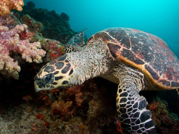 Tartaruga nada por corais (Foto: Image Source/AFP)