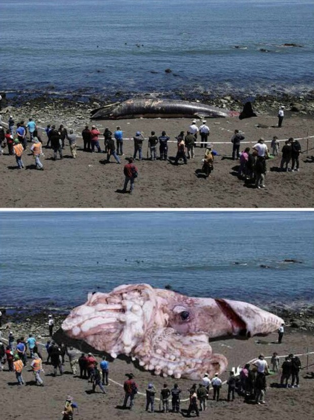 Usuário comparou fotos para desmascarar montagem sobre 'lula gigante' (Foto: Reprodução/Twitter/Fabeilo)