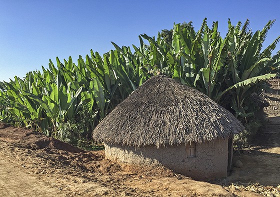 Um tukul, a cabana tradicional etíope, com uma plantação de ensete na estrada para Boricha, na Região das Nações e Nacionalidades dos Povos do Sul da Etiópia (Foto: Giselle Paulino/ÉPOCA)