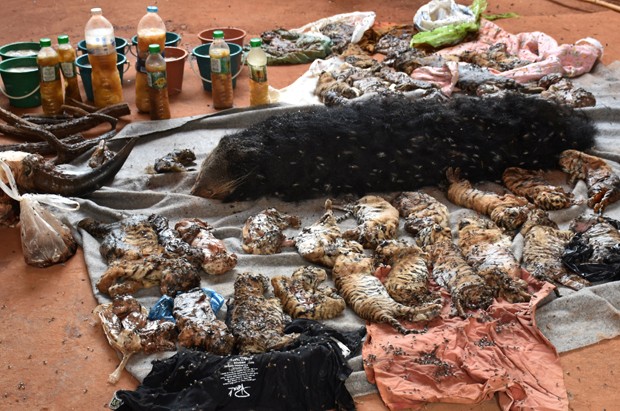 Filhotes foram encontrado em operação que vai retirar todos os tigres vivos do templo (Foto: Daily News/Reuters)