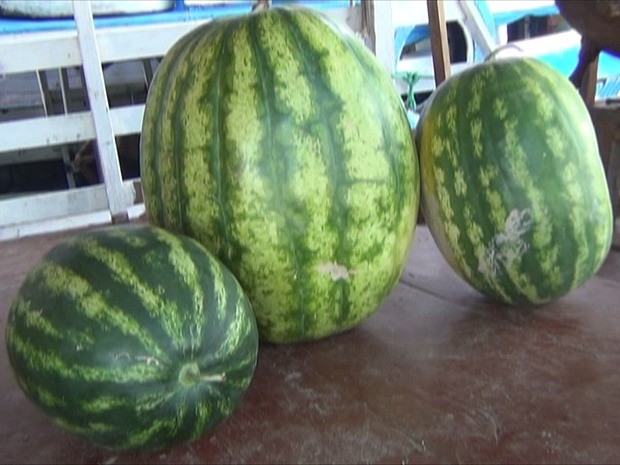 Melancia oi cultivada no município de Manicoré, no Amazonas (Foto: Reprodução/TV Amazonas)