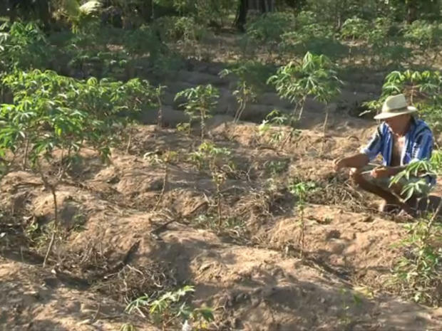 Produtores de mandioca reclamam de prejuízos por causa da seca em Alagoas (Foto: Reprodução/TV Gazeta)