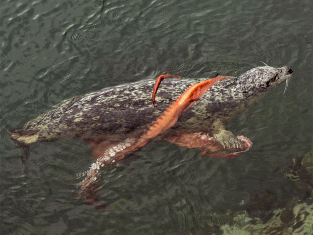 Foca luta com polvo gigante (Foto: Reprodução/Facebook/Bob Ianson)