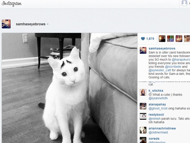 Imagem do gato Sam no Instagram (Foto: Reprodução / Instagram)
