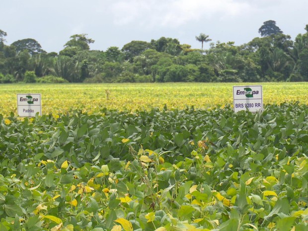 Anúncio de crescimento foi feito durante Dia de Campo (Foto: Rede Amazônica/ Reprodução) Anúncio de crescimento foi feito durante Dia de Campo (Foto: Rede Amazônica/ Reprodução)