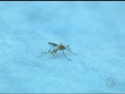 Saiba diferenciar os sintomas da dengue, zika vírus e chikungunya