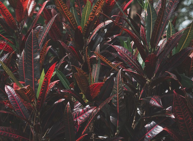 Codiaeum variegatum é o nome científico do cróton, arbusto de folhas rígidas supercoloridas que curtem locais de meia-sombra (Foto: Getty Images/iStockphoto)