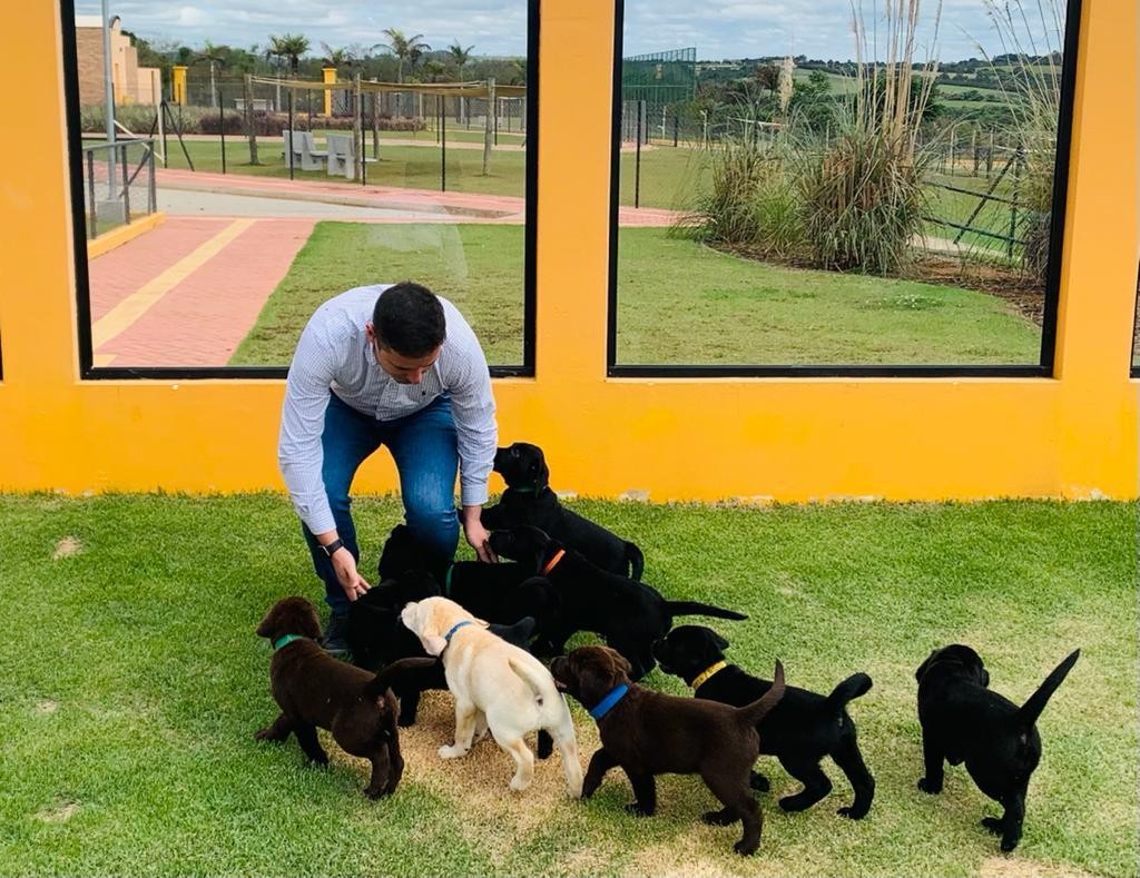 La formation des chiens-guides commence lorsqu'ils sont encore chiots et sont envoyés à la maternité (Photo : Instituto Magnus/ Disclosure)