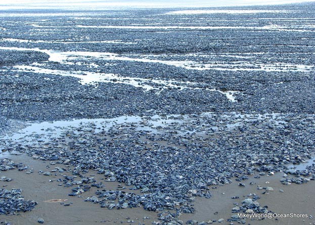 Grande agrupamento de Velella velella, hidrozoário parecido com água-viva, foi visto na costa do estado de Washington (Foto: Reprodução/Flickr/MikeyWorld)