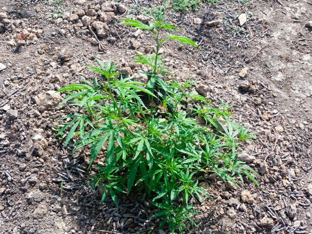 Mais de 6 mil pés de maconha foram incinerados (Foto: CIPE/ Semiárido) Mais de 6 mil pés de maconha foram incinerados (Foto: CIPE/ Semiárido)