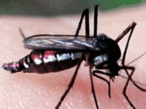 Dedetização mosquito_2 Outros 2 insetos causam febre com sintomas da dengue, diz Fiocruz Notícias