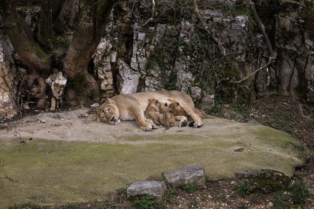 Leoa Shiva amamenta seus três filhotes (Fot AP Photo/Laurent Cipriani )