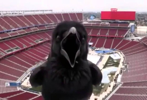 Corvo fez sucesso na web ao ficar parado e grasnar diante de câmera (Foto: Reprodução/YouTube/NHL)