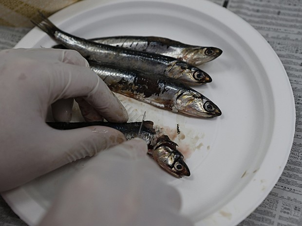 Anchovas pescadas perto de Fukushima são analisadas em laboratório (Foto: Issei Kato/Reuters)
