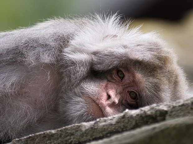 Macaco (Foto: Arno Burgi/DPA/AFP)