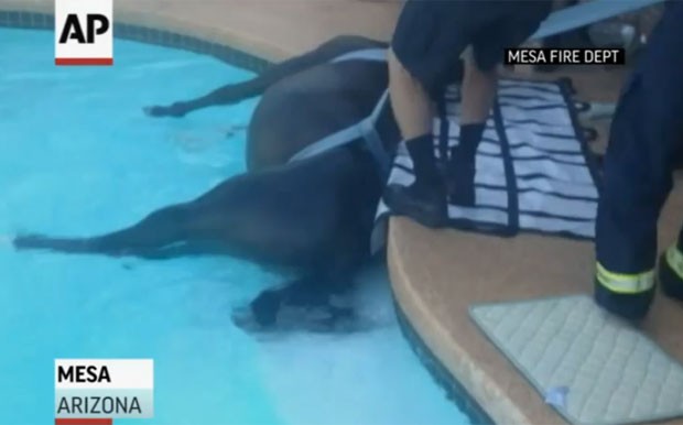 Cavalo foi resgatado dea piscina na cidade de Mesa (Foto: Reprodução/YouTube/AP)