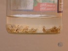 Campinas tem média de 5 casos de escorpiões por semana; veja cuidados