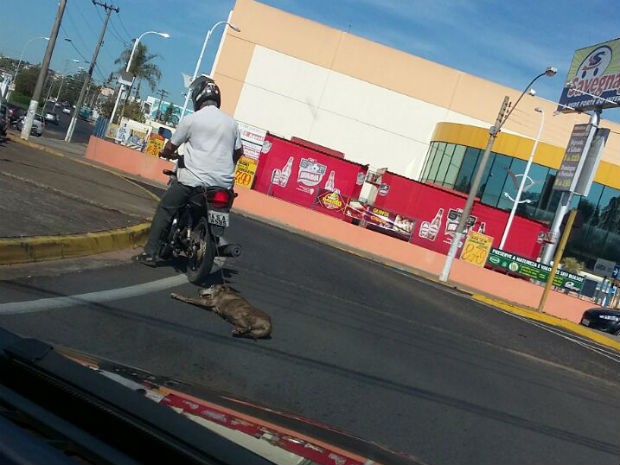 Cadela é amarrada pelo dono em moto em Matão (Foto: Eloisa Cristina Freitas/Arquivo pessoal) Cadela é amarrada pelo dono em moto em Matão (Foto: Eloisa Cristina Freitas/Arquivo pessoal)
