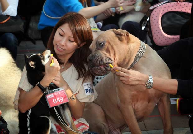 Donos escovam dentes de ces neste domingo (9) em Hong Kong (Foto: AFP)
