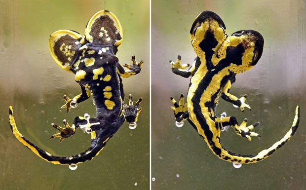 A salamandra vista de baixo (à esq.) e de cima (Foto: Jan Woitas/AFP)