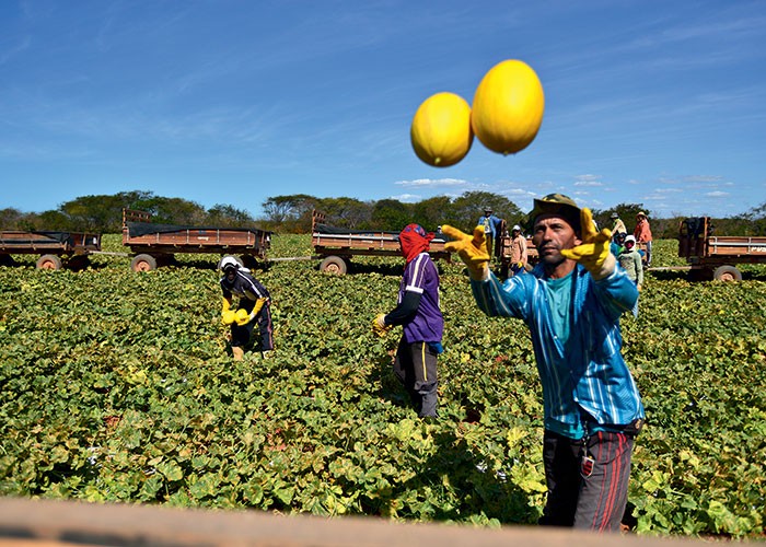 agricultura_frutas_sertao (Foto: Ernesto de Souza/Ed. Globo)