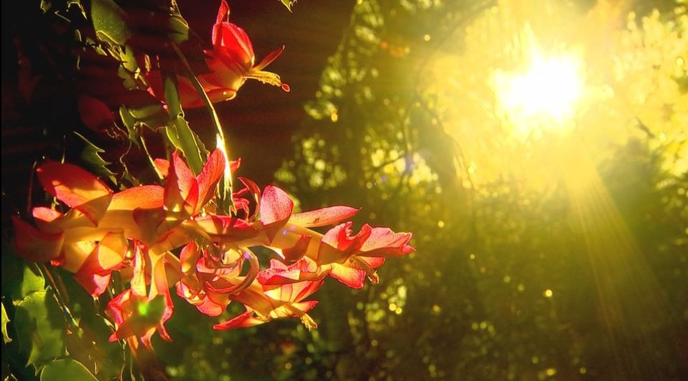 Quintal de zootecnista de Marília se transformou em um jardim suspenso por conta das flores de maio (Foto: Reprodução/TV TEM)