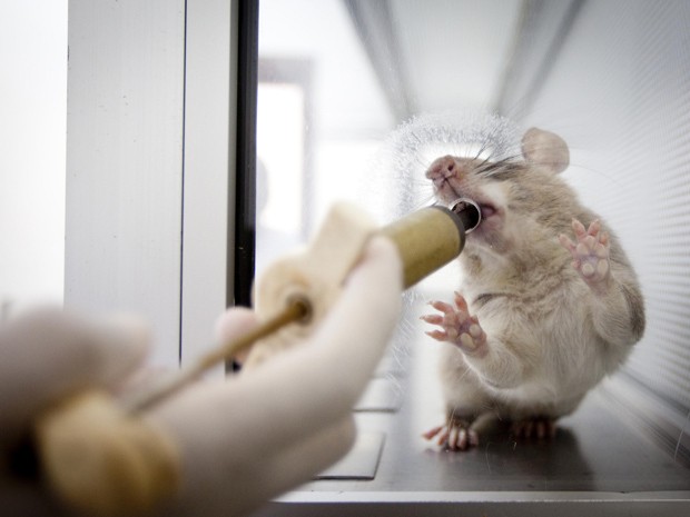  Técnico de laboratório dá comida para rato, como recompensa por trabalho na detecção de tuberculose (Foto: Lieve Blancquaert/Apopo/Divulgação)