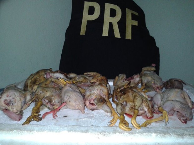 Caçadores presos estavam 12 aves silvestres abatidas, diz PRF (Fot Divulgação/PRF)