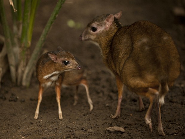 Foto tirada nesta sexta-feira mostra filhote de veado-rato de Java e sua mãe no parque Fuengirola, perto de Málaga (Fot AFP Photo/Jorge Guerrero)