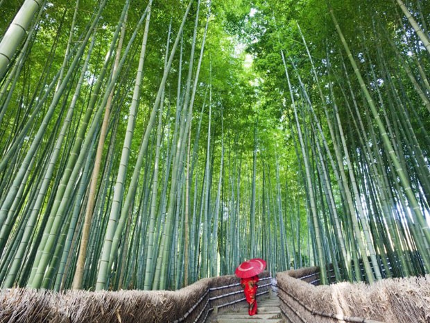 Bambuzal de Arashiyama, no japão (Foto: Eurasia Press / Photononstop / AFP)