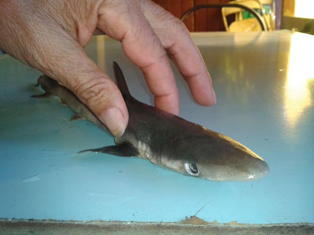 Filhote de tubarão encontrado em barragem de Marcelino Ramos, no RS (Foto: Rogério Kerber/RBS TV)