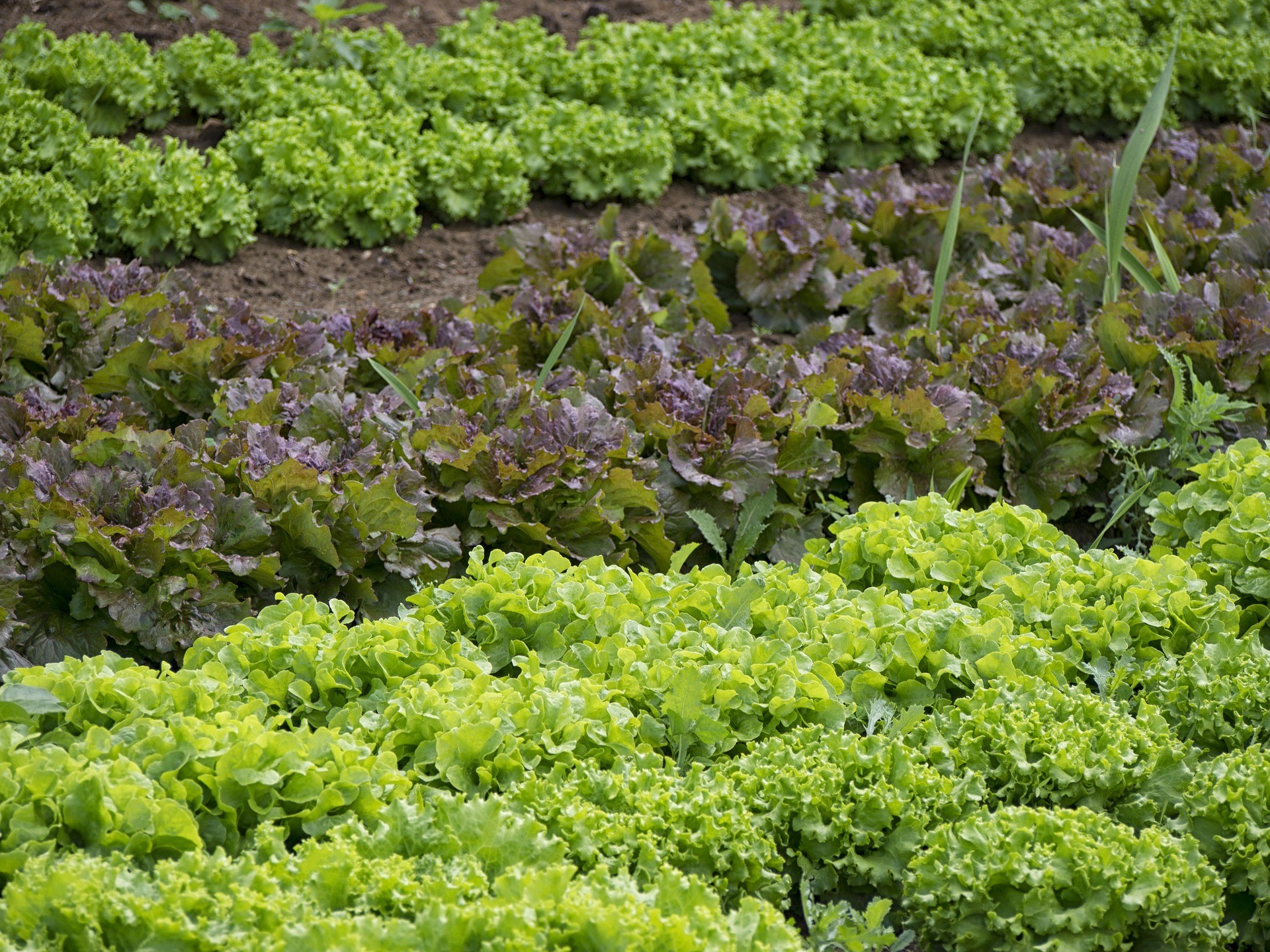 Calda repelente pode ajudar a contornar problemas nas hortaliças (Foto: Pixabay)