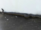 Sucuri  é encontrada em pedágio na BA-093 (Divulgalção / Concessionária Bahia Norte)