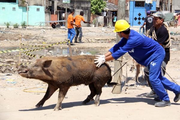 Funcionário empurra um dos porcos apreendidos durante operação da SEA nesta quinta-feira (18) na favela de Manguinhos, no Rio (Foto: Luiz Morier/Secretaria do Ambiente do RJ)
