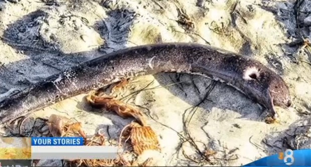 Peixe misterioso apareceu em praia de Pacific Beach (Foto: Reproduo/CBS 8)