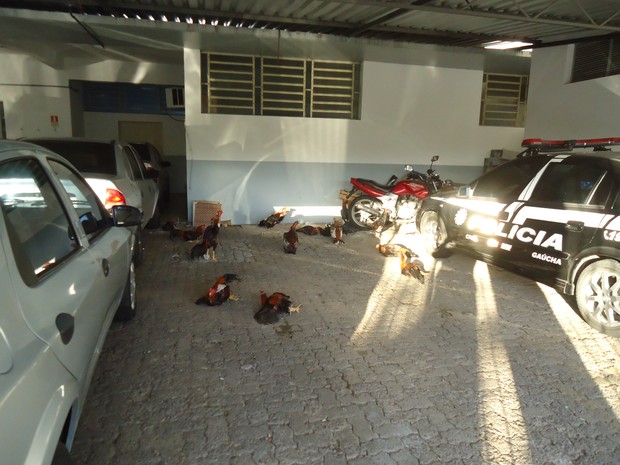 Polícia encontrou 16 animais no &quot;ringue&quot; e em gaiolas (Foto: Divulgação/Polícia Civil)