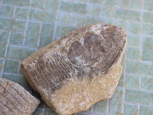 Paleontólogo da UFPI diz ter encontrado mesmo fóssil em outra cidade (Foto: Patrícia Andrade/G1)