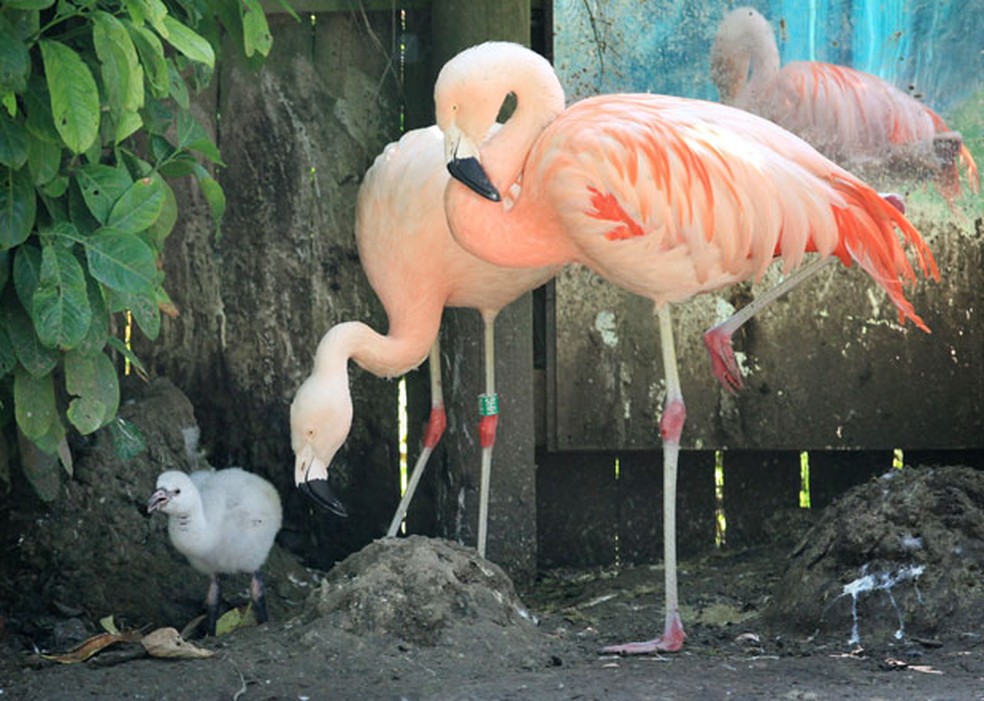 Flamingos ficam em pé sobre uma perna com frequência (Foto: Gareth Fuller/PA/AP)