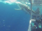 Mergulhador atrai tubarão com isca, mas quase tem braço atingido