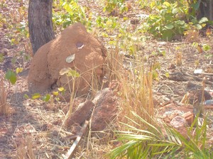 Cupins nos lotes contribuem para o aparecimento dos animais (Foto: Verônica Tavares/Vc no G1)