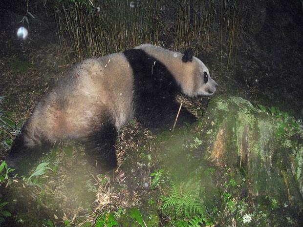 Exemplar de urso panda em floresta na China (Foto: WWF/Peking University)