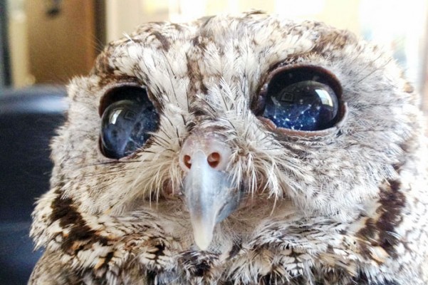 Apesar da beleza de seus olhos, o animal é praticamente cego (Foto: Wildlife Learning Center/Divulgação)