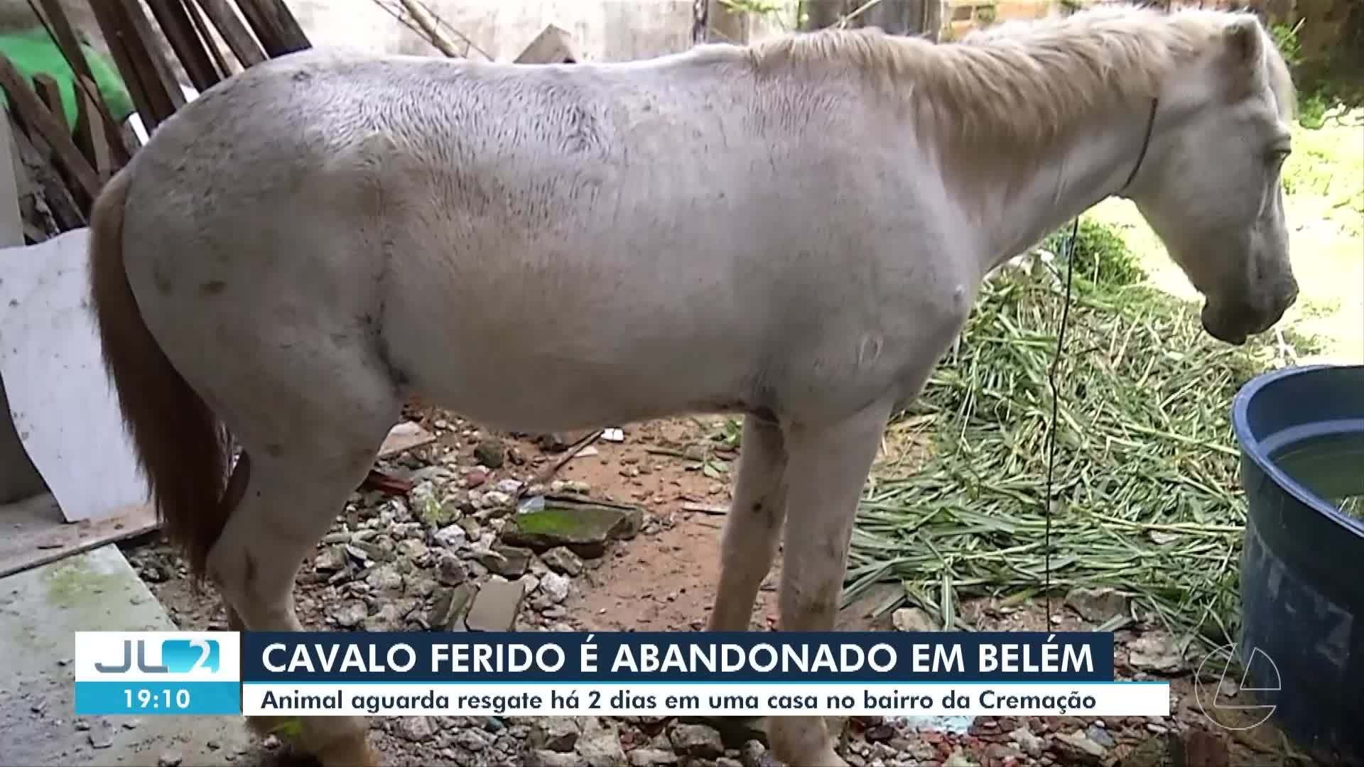 Cavalo ferido é abandonado em via pública no bairro da Cremação em Belém​‌​