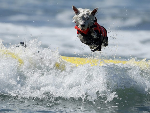 Cão salta da prancha durante campeonato de surfe nos EUA neste domingo (29) (Foto: Lucy Nicholson/Reuters)