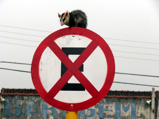 Gambá permaneceu por horas em cima da placa de trânsito (Foto: Foto: Marcus Liborio/Jornal da Cidade)