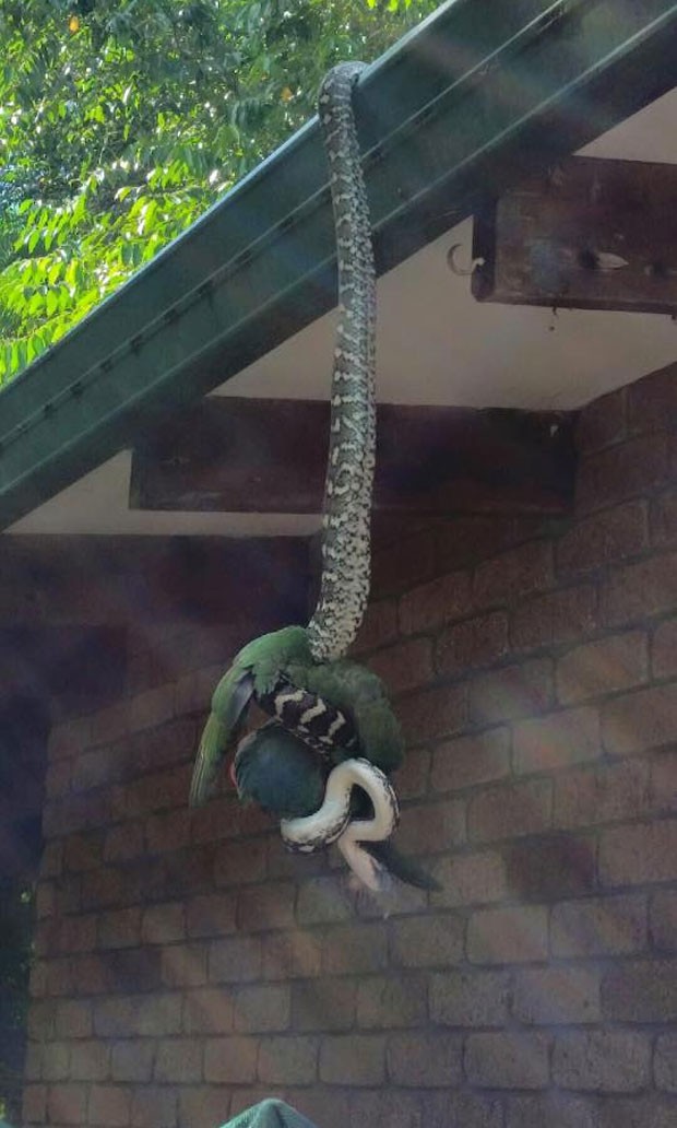 Australiano flagrou imagem incrível de cobra capturando papagaio (Foto: Reprodução/Facebook/Sunshine Coast Snake Catchers 24/7) Australiano flagrou imagem incrível de cobra capturando papagaio (Foto: Reprodução/Facebook/Sunshine Coast Snake Catchers 24/7)