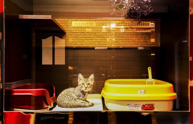 Hotel em Cingapura quer oferecer o máximo de luxo para os gatos (Foto: Reprodução Facebook The Wagington)
